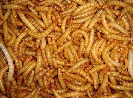 欧盟批准面包虫粉末入食品，营养与安全如何保障？