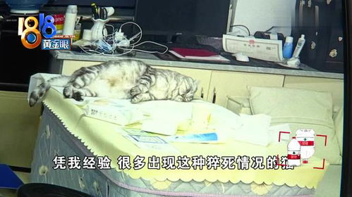 小猫洗澡后烘干70分钟不幸离世，背后真相令人深思