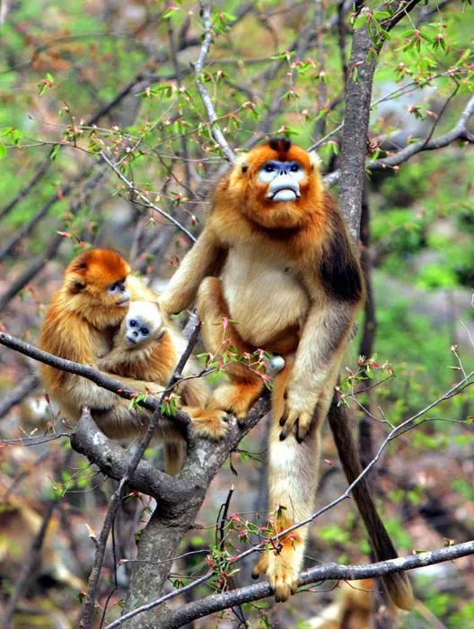 秦岭金丝猴下山觅食记：与春天的不期而遇