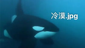 虎鲸为何只吃灰鲸的舌头？揭秘海洋顶级掠食者的独特饮食习惯