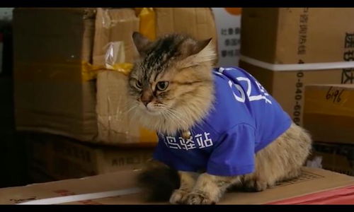 流浪猫的暖心报恩，让小姐姐们又惊又喜！