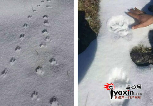 探寻熊的脚印：一场与自然的亲密对话