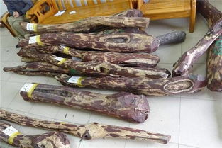 大连海关查获新鲜带鱼26条：背后的故事与警示