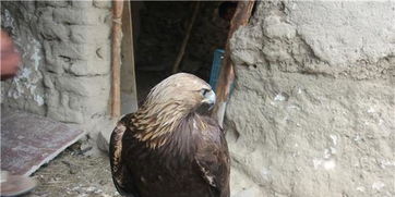 金雕偷鸡受伤疑抑郁 如今神气似将军