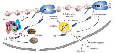 RNA甲基化修饰与R-loop的交叉调控：从分子机制到临床意义