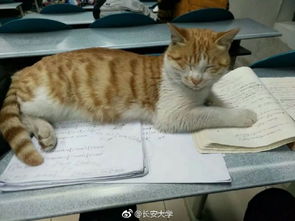 安徽高校猫咪惨死事件背后：真相竟是其他猫的攻击？