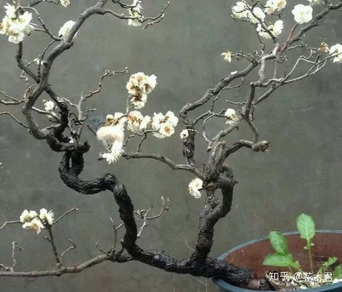 龙游梅：一场与梅花的浪漫邂逅