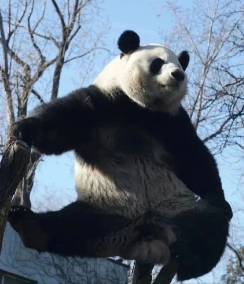 网红特蕾莎停播三个月，背后的故事与备考之路