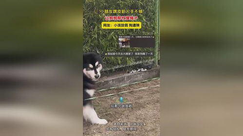 小朋友与小狗的欢乐时光：跳皮筋也能这么有趣