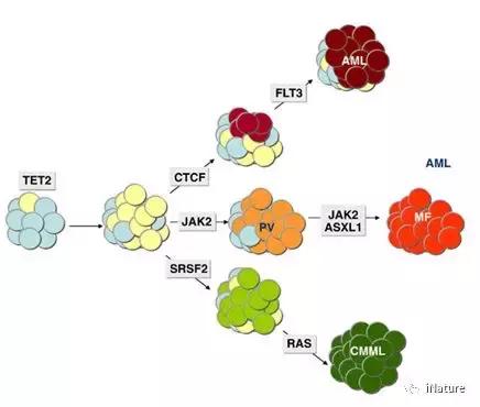 大姜：植物免疫拓扑-病原体防御模型赋能风险防控