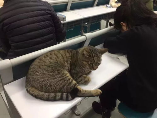 真相大白！安徽高校猫咪惨案背后竟是猫之间的争斗