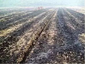 官方回应4人烧秸秆被烟闷身亡事件始末