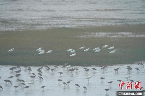 浙江海岛招募守鸟人：一段与自然共生的奇妙旅程