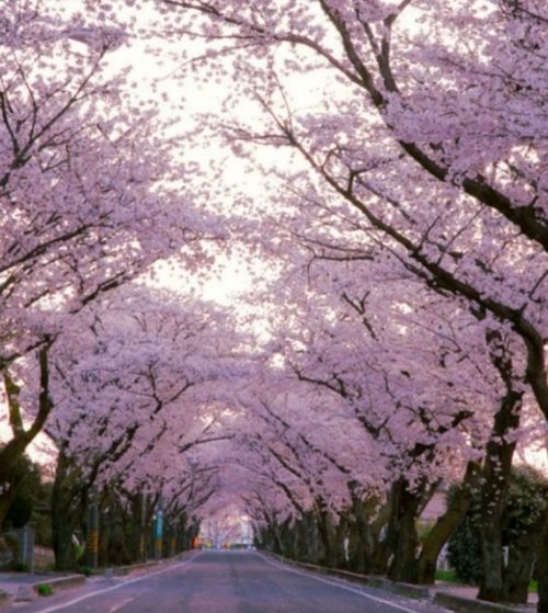 樱花路的浪漫之旅：一场与春天的邂逅