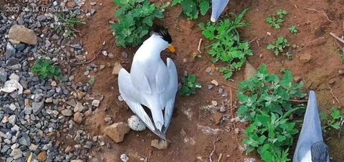 海岛上的诗意生活：浙江300元一天的守鸟人工作体验