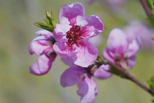 春看花：一场与自然的浪漫邂逅