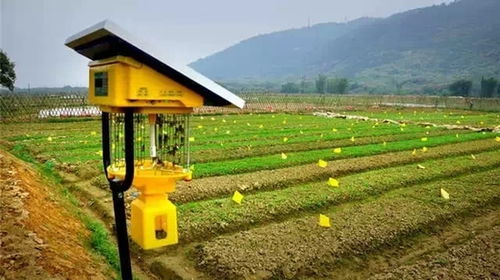 扎根乡村：一个青年的乡村振兴实践