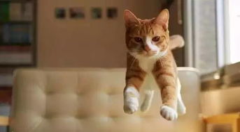 猫咪三番两次游走作死边缘，我的日常防“猫”日记