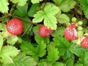 匍枝毛茛：在平凡中绽放的倔强之美