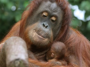 动物园里的暖心瞬间：猩猩幼崽乖乖等饲养员喂奶