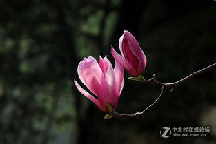 玉兰花开：他与春天的约定