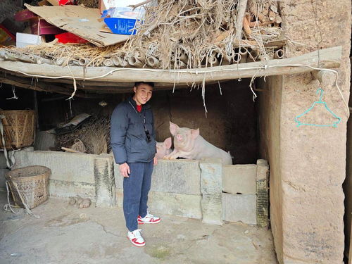 两头猪被偷三个月后找回，竟然胖了100斤！