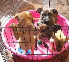 一场因小狗跳车而引发的暖心接力故事