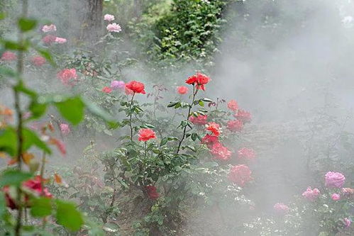 雾里看花：一场与自我和解的心灵旅程