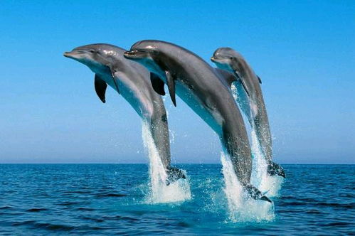 亲历壮观海豚迁徙：超2000头海豚逐浪前行的震撼瞬间