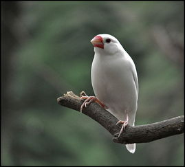 白鸟：一场与自然的奇妙邂逅