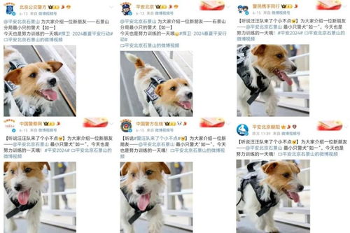 警犬助力寻回失联女孩：汪汪队的奇迹时刻