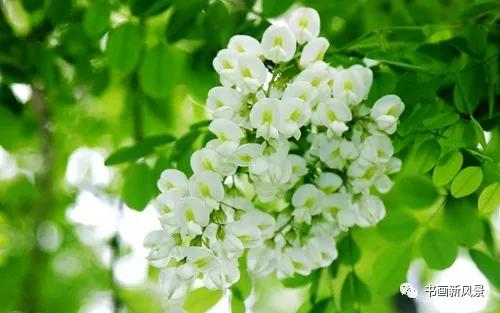 槐花飘香：记忆深处的故乡味道