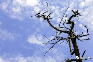 松柏树下的静谧时光：一段与自然对话的旅程