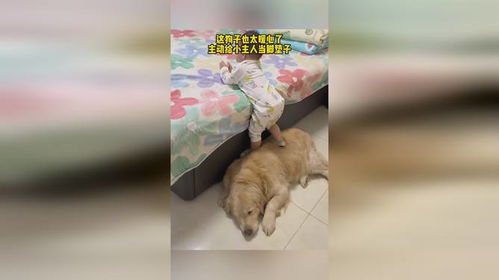 暖心一幕：狗狗主动趴下为小主人当脚垫子