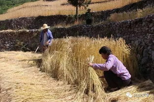 麦田里的守望：《麦子熟了》背后的深情故事