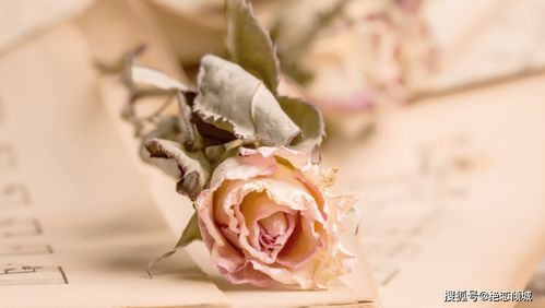 写给亮亮的情书：一场跨越时光的深情告白