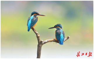 公园旁的翠鸟：一场与自然的邂逅