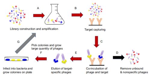多肽文库筛选技术：噬菌体展示肽库的未来之星
