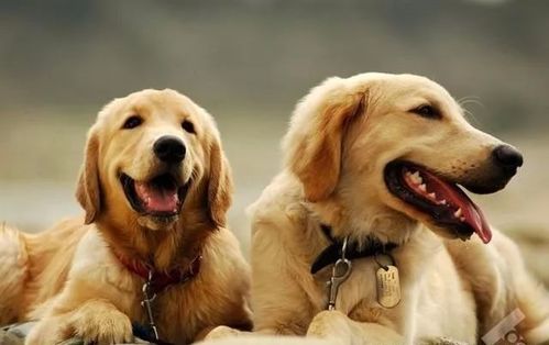 金毛咬狗崽后，大狗霸气护娃报仇：一场动物世界的恩怨情仇