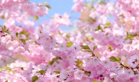 指尖上的春天：一场与花的浪漫邂逅