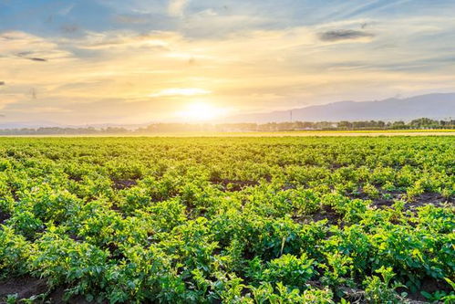 农业多样化的秘密：小明的生态农场故事