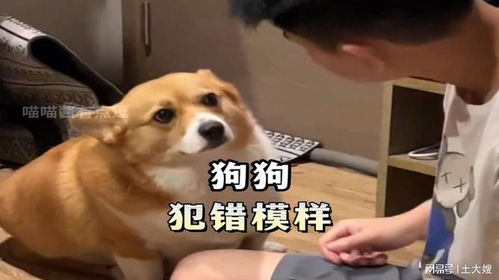 狗子的智慧：巧妙化解挨揍危机