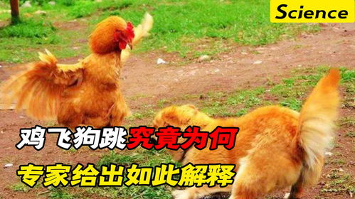 鸡飞狗跳的不眠夜：一场意外引发的生活大乱斗