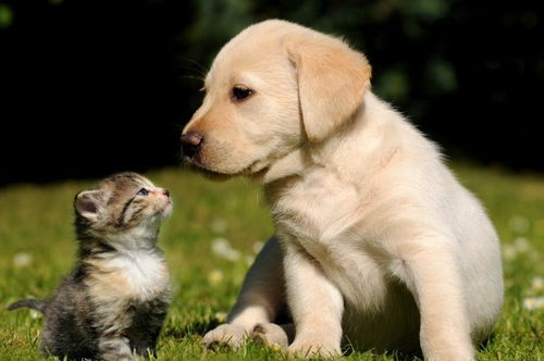 宠物店迎宾犬被指佩戴电击项圈，真相竟是这样！