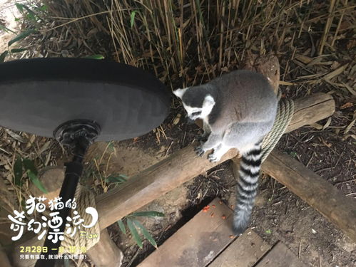 《猫猫的奇幻漂流》获奥斯卡双提名，这部动画如何征服世界？