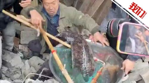 惊现！湖南吉首民房拆迁中发现巨型娃娃鱼，约40斤重