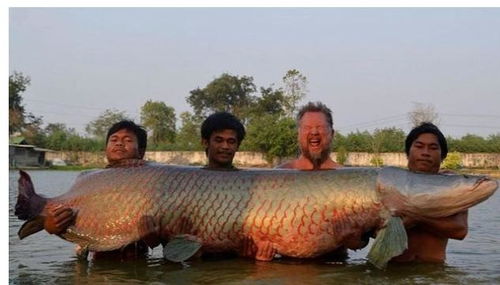 男子意外捕获90斤重金黄色鲢鳙鱼，背后故事令人惊叹