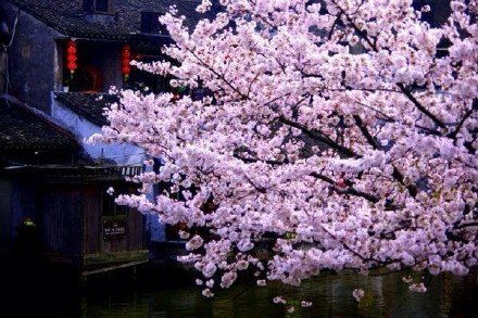 三月限定樱花雨：一场浪漫的爱意盛宴