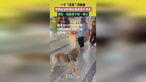 暖心一幕：一只狗狗在试吃摊位前的等待