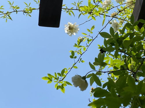 一品茶五色瓜四季花：品味生活的艺术